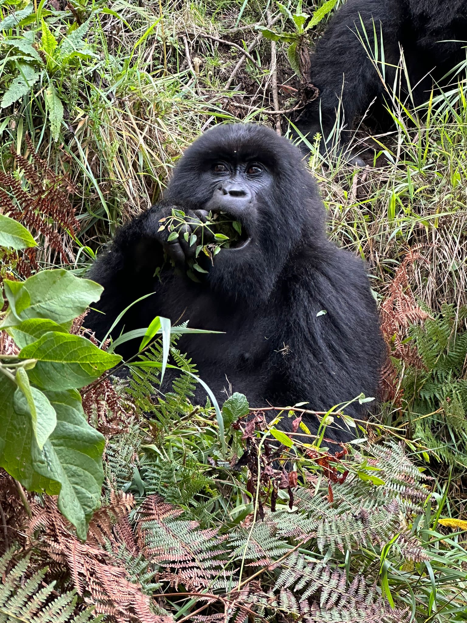 7 Day Rwanda gorillas and Zanzibar beach safari