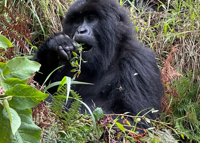 3-Day Lowland Gorilla Trekking - DR Congo from Burundi