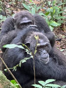 11-Day Expedition in Congo Basin and Rwanda