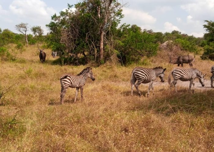 7-Day Luxury Safari in Kenya