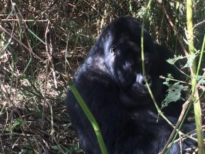4-Day Dr Congo Lowland Gorilla Tracking 4-Day Dr Congo Lowland Gorilla Tracking