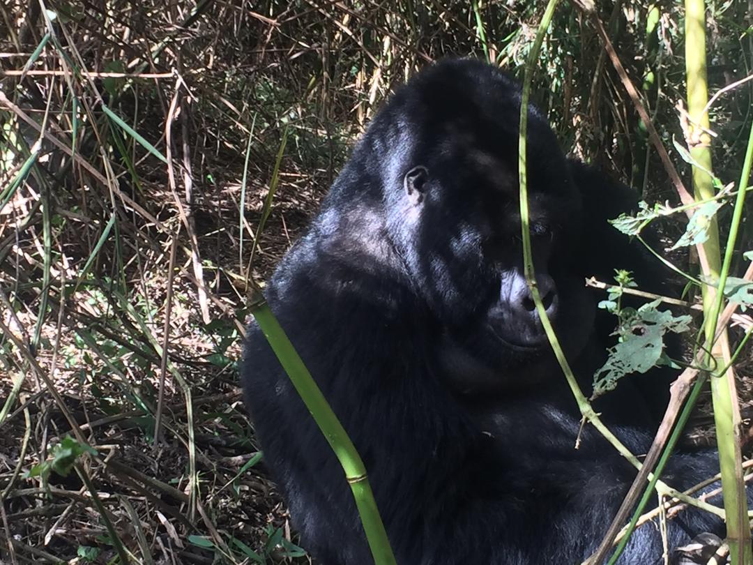 4-Day Dr Congo Lowland Gorilla Tracking