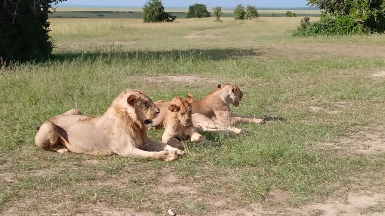 7 Day Uganda Safari