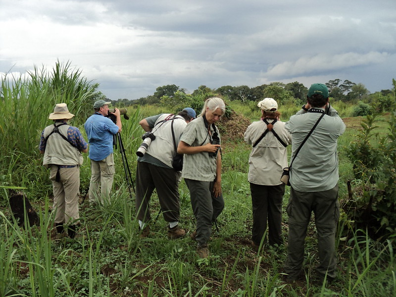 Bonobos African Safari Holidays | Gorilla Trekking Uganda | Rwanda Gorilla Trekking Safaris & Tours