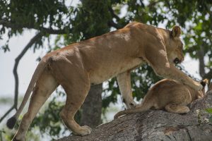 game dive 8 days uganda Primates