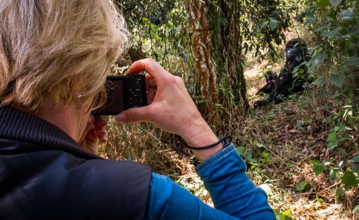 gorilla trekking
