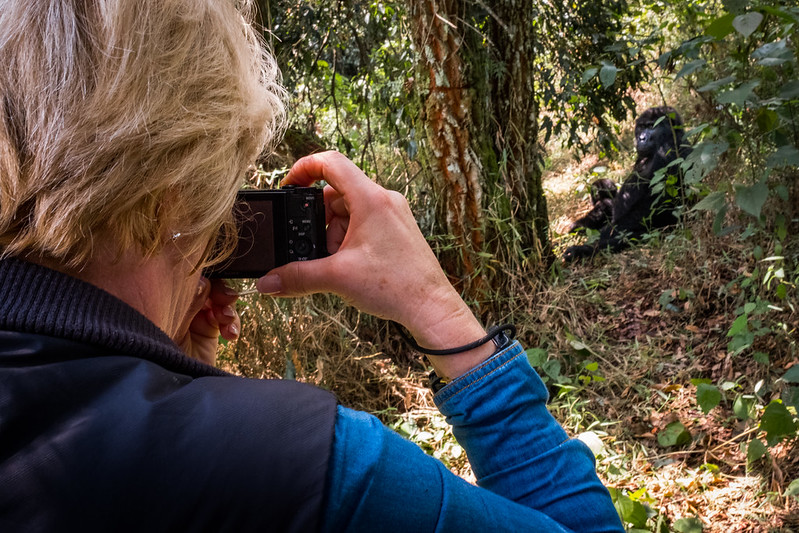gorilla trekking