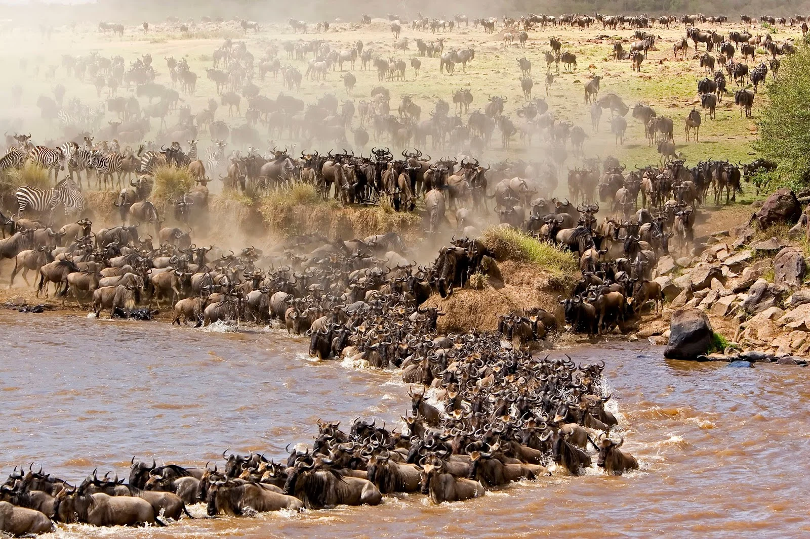 Great Wildebeest Migration 2026