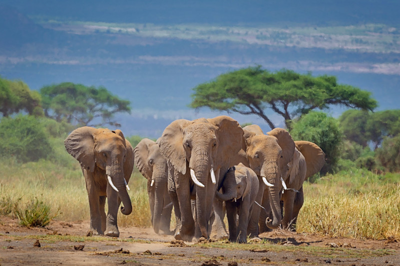 PLAN YOUR AFRICAN SAFARI